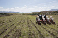 Minimum Soil Disturbance - Tractor drawn CA planter